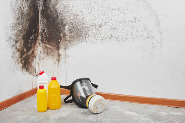 Attic Mold Removal in Bay Village, OH