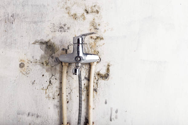 Best Affordable Mold Removal  in Bay Village, OH