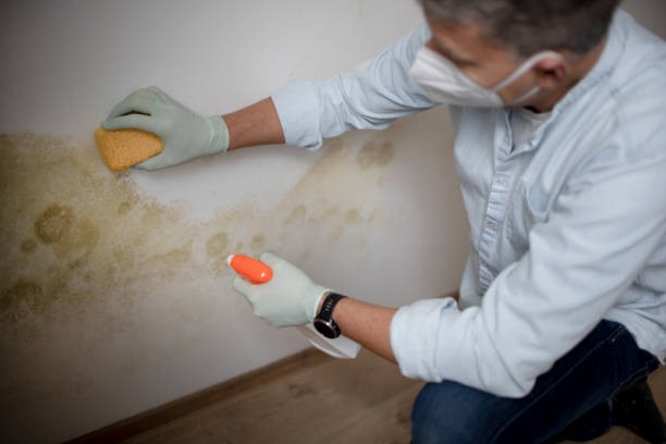 Best Mold Damage Repair  in Bay Village, OH