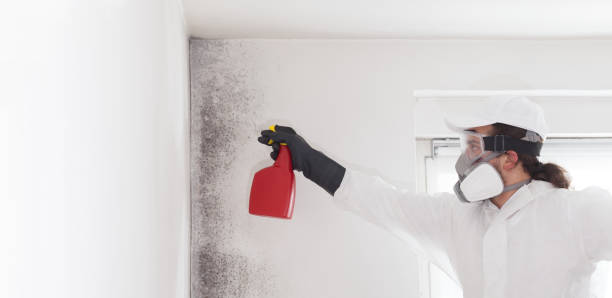 Mold Removal Process in Bay Village, OH