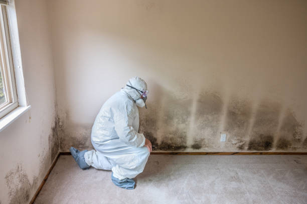 Attic Mold Removal in Bay Village, OH