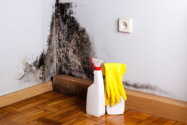 Best Attic Mold Removal  in Bay Village, OH