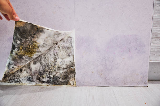 Best Mold Remediation  in Bay Village, OH